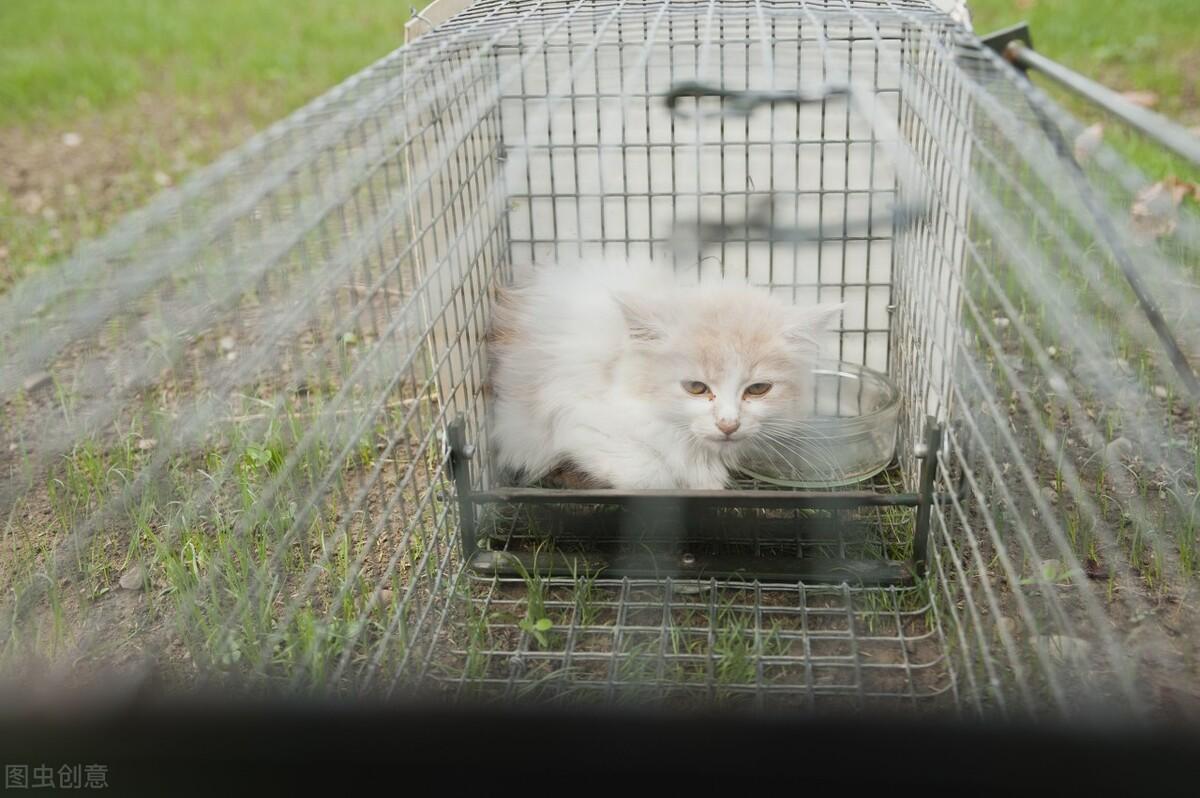 寻找自然美景中的宁静与平和，最新视频野猫探险之旅