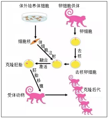 克隆猴研究取得最新进展，未知走向前沿的探索之旅