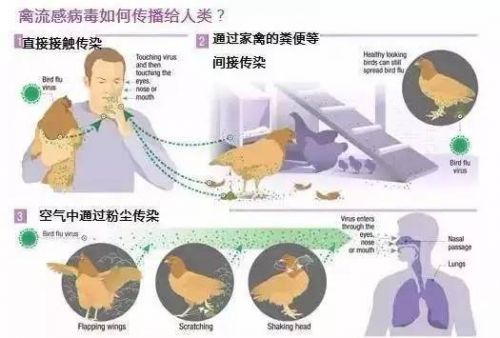 重庆H7N9禽流感最新动态，全面防控，保障民众健康